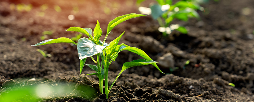 Yantai Sanyou Biology co.,Ltd.